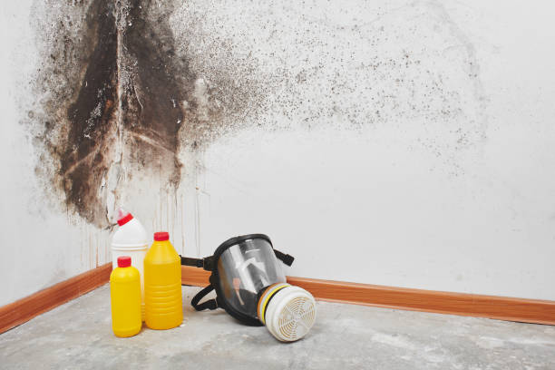 Best Local Mold Removal Service  in Goldthwaite, TX