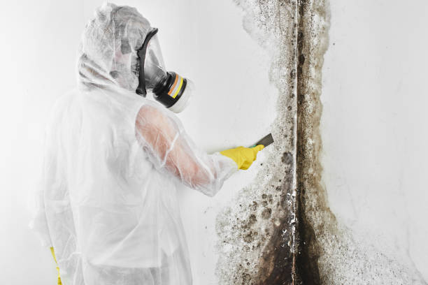 Certified Mold Removal in Goldthwaite, TX