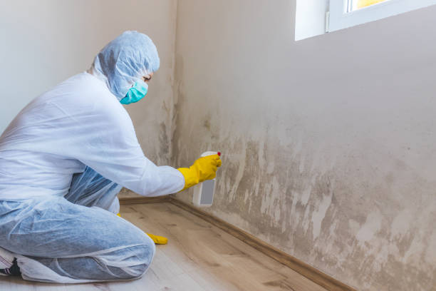 Best Commercial Mold Removal  in Goldthwaite, TX