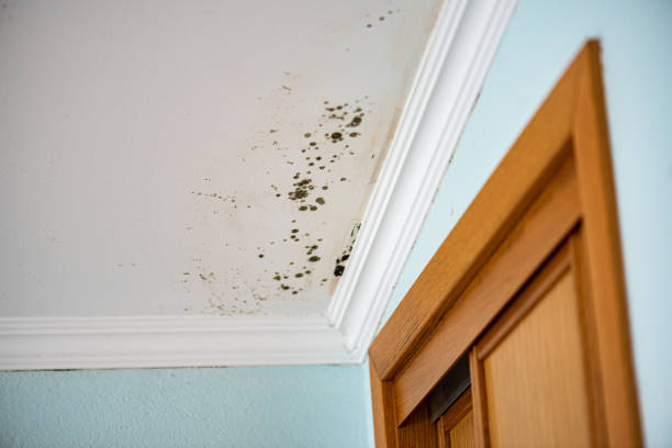 Best Attic Mold Removal  in Goldthwaite, TX