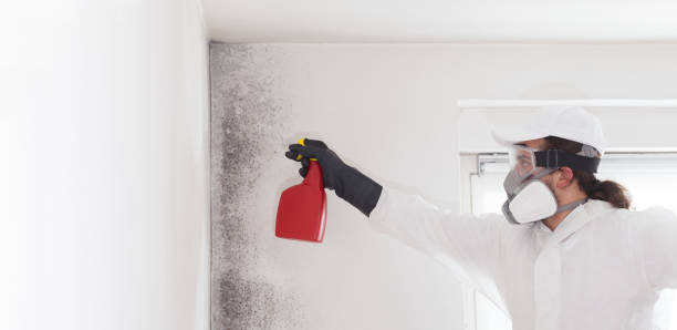 Best Toxic Mold Removal  in Goldthwaite, TX