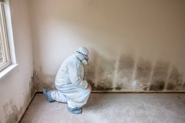 Best Mold Remediation  in Goldthwaite, TX