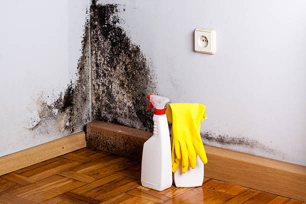 Best Residential Mold Removal  in Goldthwaite, TX