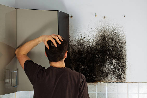 Goldthwaite, TX Mold Removal Company