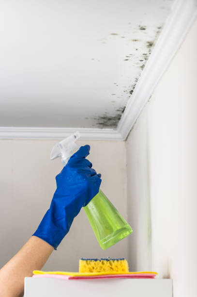 Home Mold Removal in Goldthwaite, TX